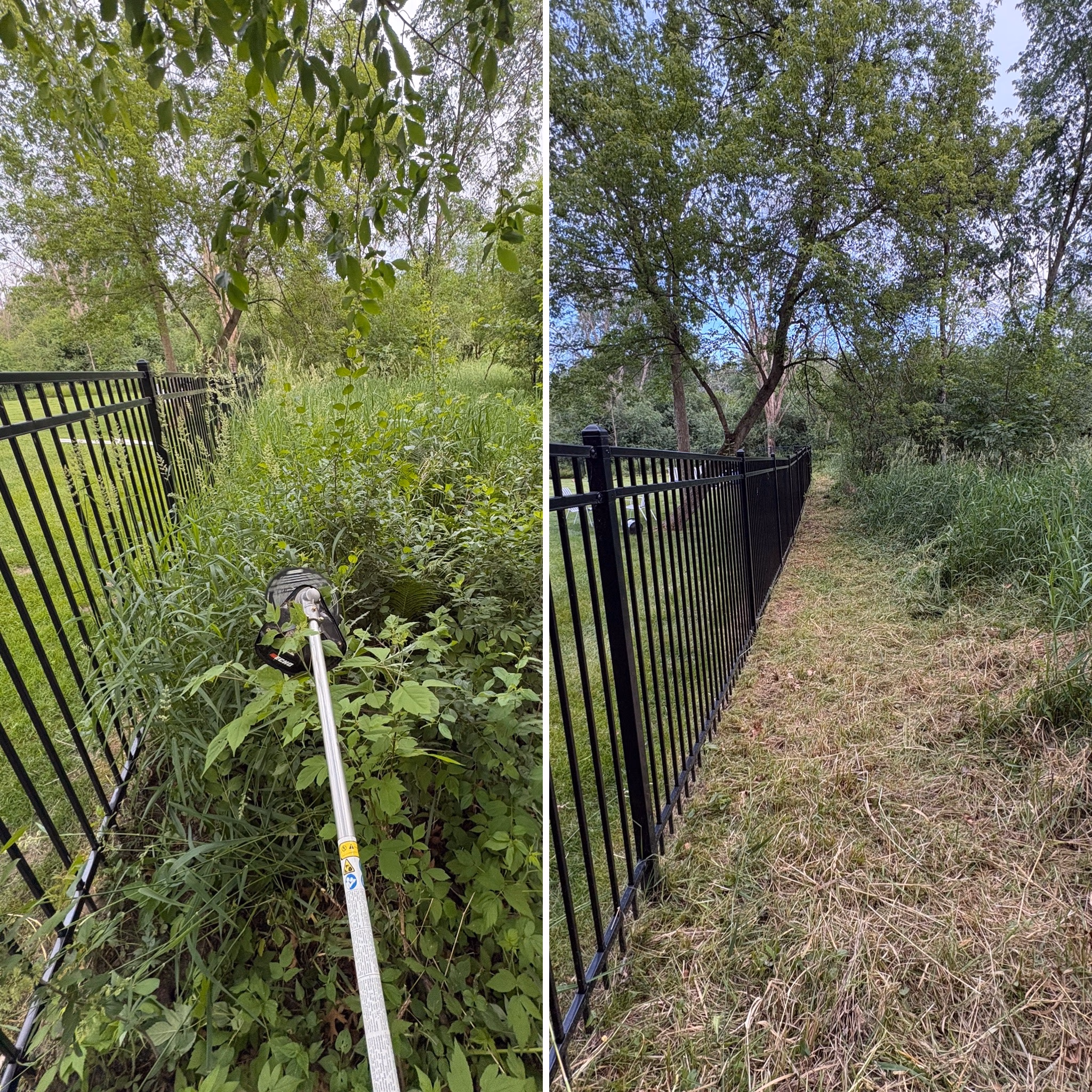 Side-by-side images showing overgrown vegetation by a black metal fence, before and after trimming.