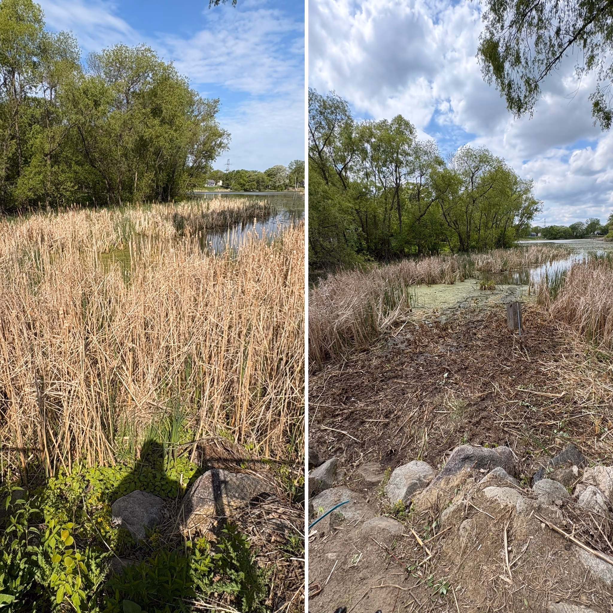 Side-by-side photos of a wetland with reeds, trees, and water under partly cloudy skies.