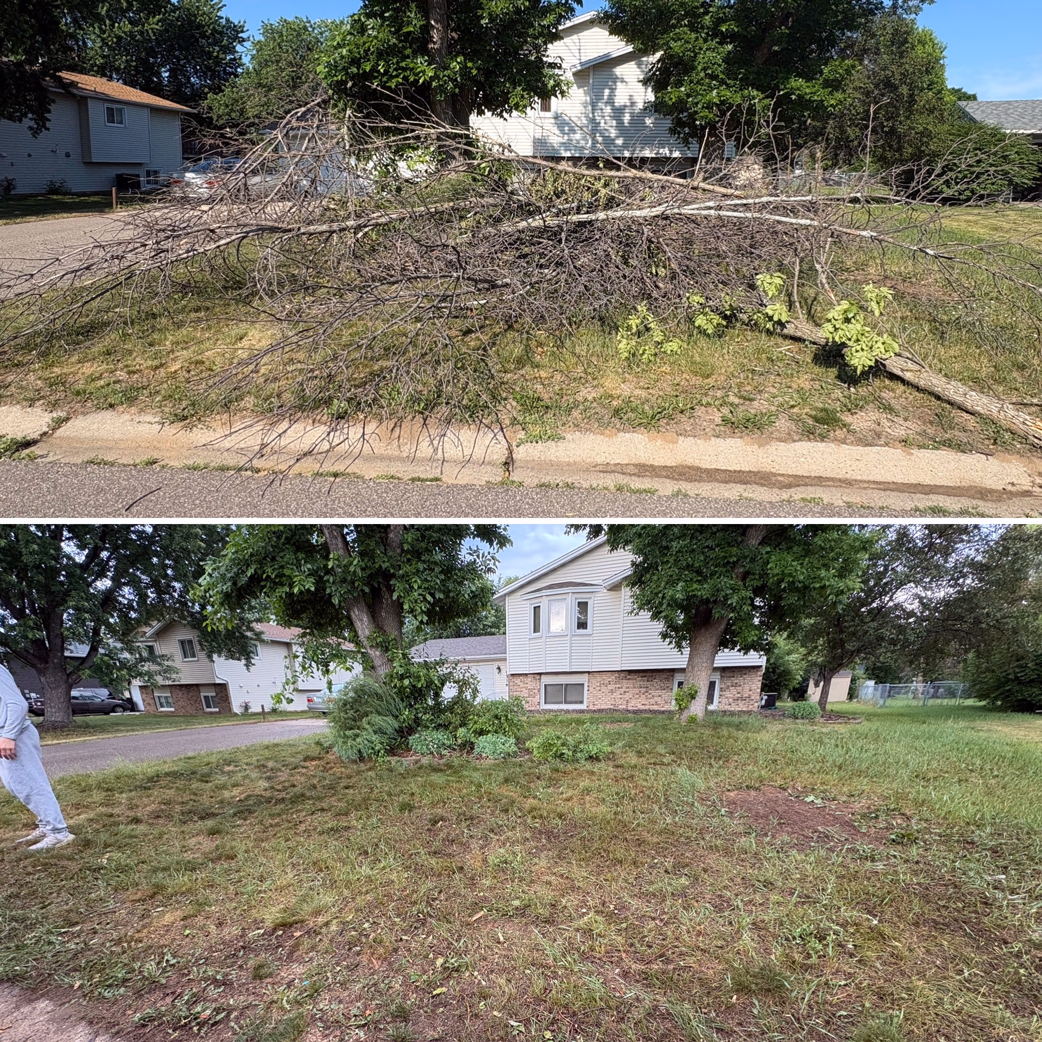 Two photos: a fallen tree branch on grass by a curb, and a grassy yard with bushes and houses.