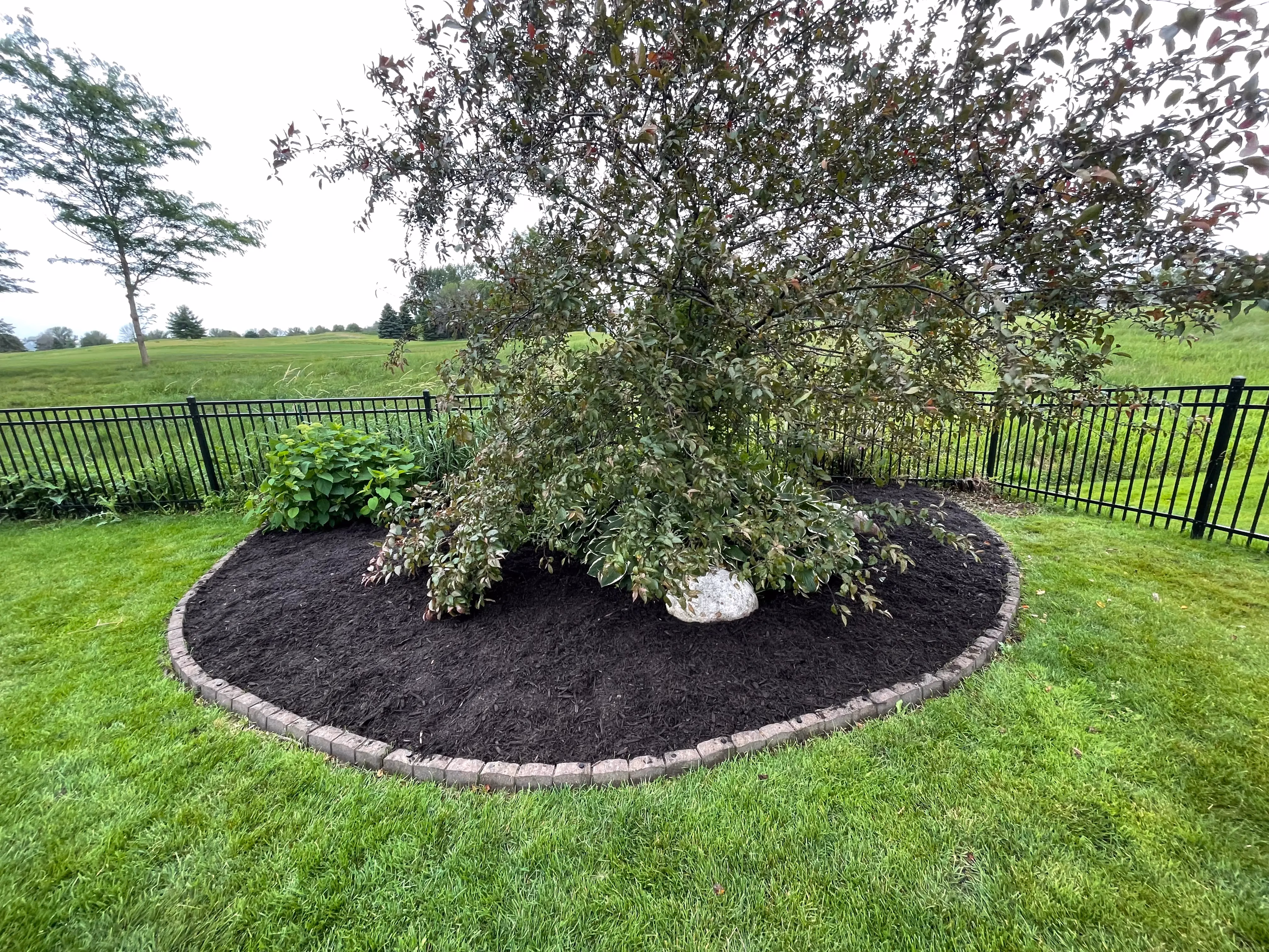 Mulched garden bed with a tree and leafy plants, bordered by bricks on green lawn with black fence.