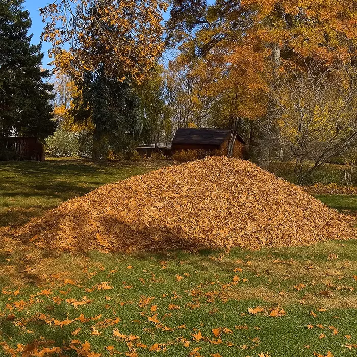 Large pile of fallen brown leaves on green grass with autumn trees and a small shed in background.